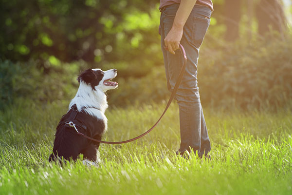 Dog Training in Dover