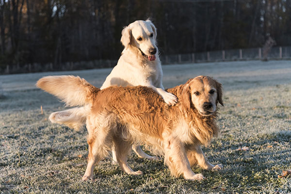 Doggie Day Camp