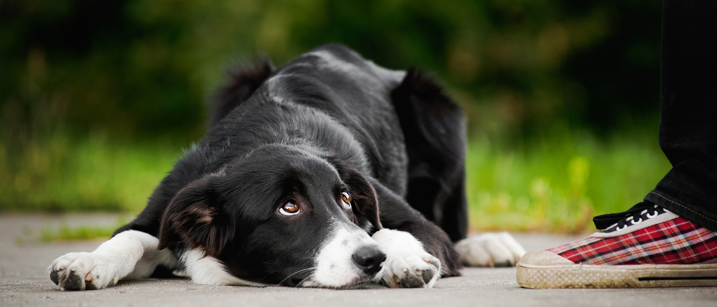 All Types of Dogs can show Anxiety