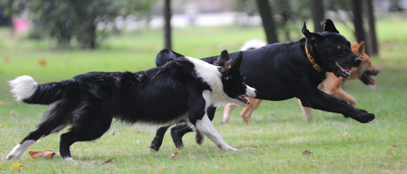 Ensure the Best Dog Park Experience