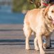 Secrets to a Happy, Healthy, Well-Mannered Dog