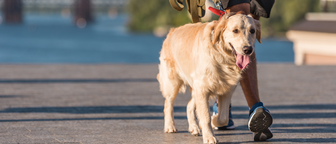 Secrets to a Happy, Healthy, Well-Mannered Dog