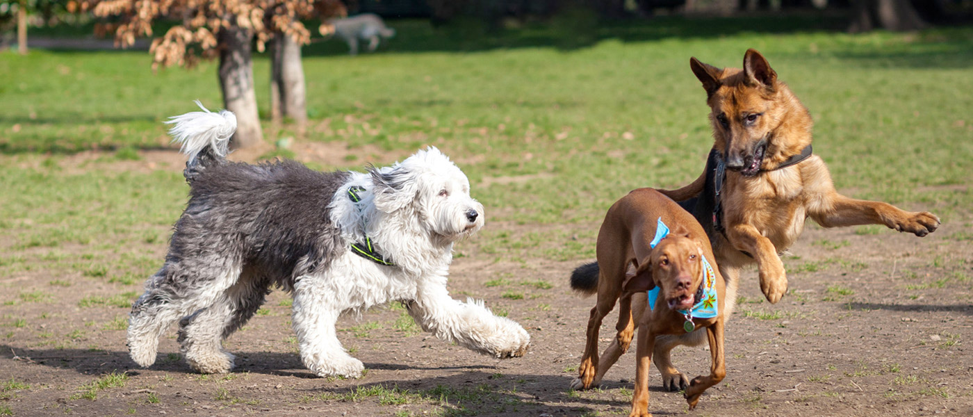 Doggie Day Care