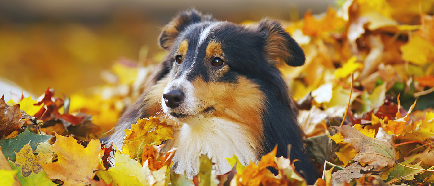 Dog in the Fall leaves.